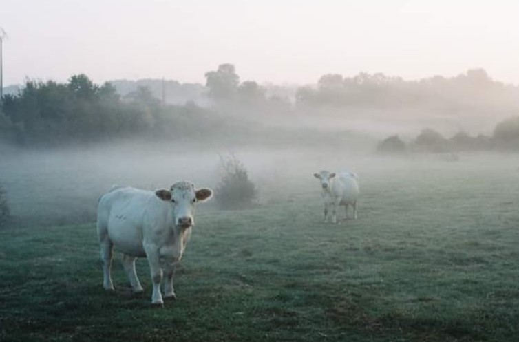 Domaine du Four  Chaux - Vaches