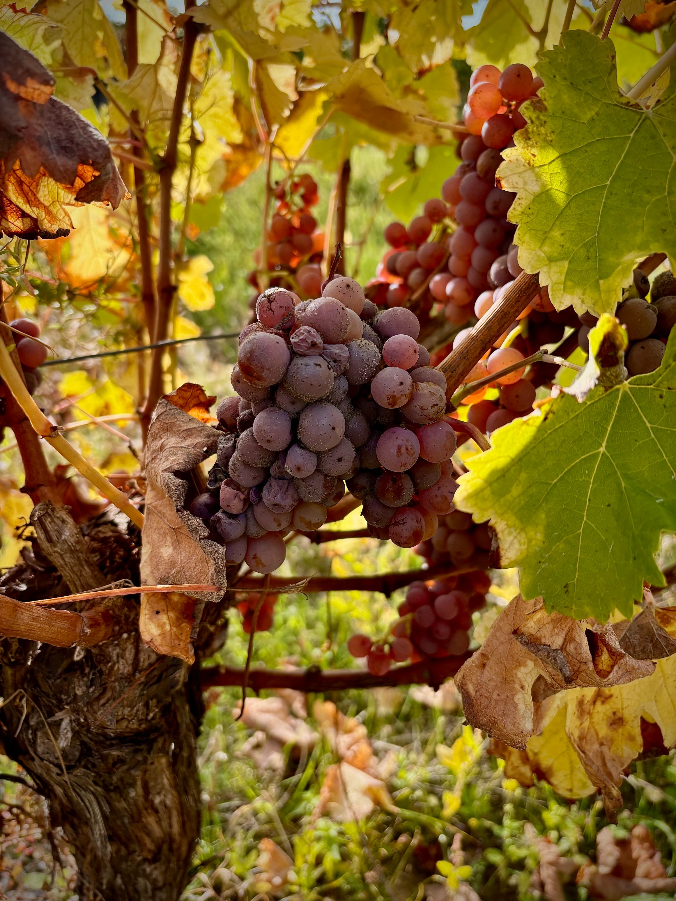 Domaine du Four � Chaux - �tag�re produits locaux