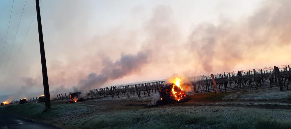 feu dans les vignes pour viter le gel des bourgeons