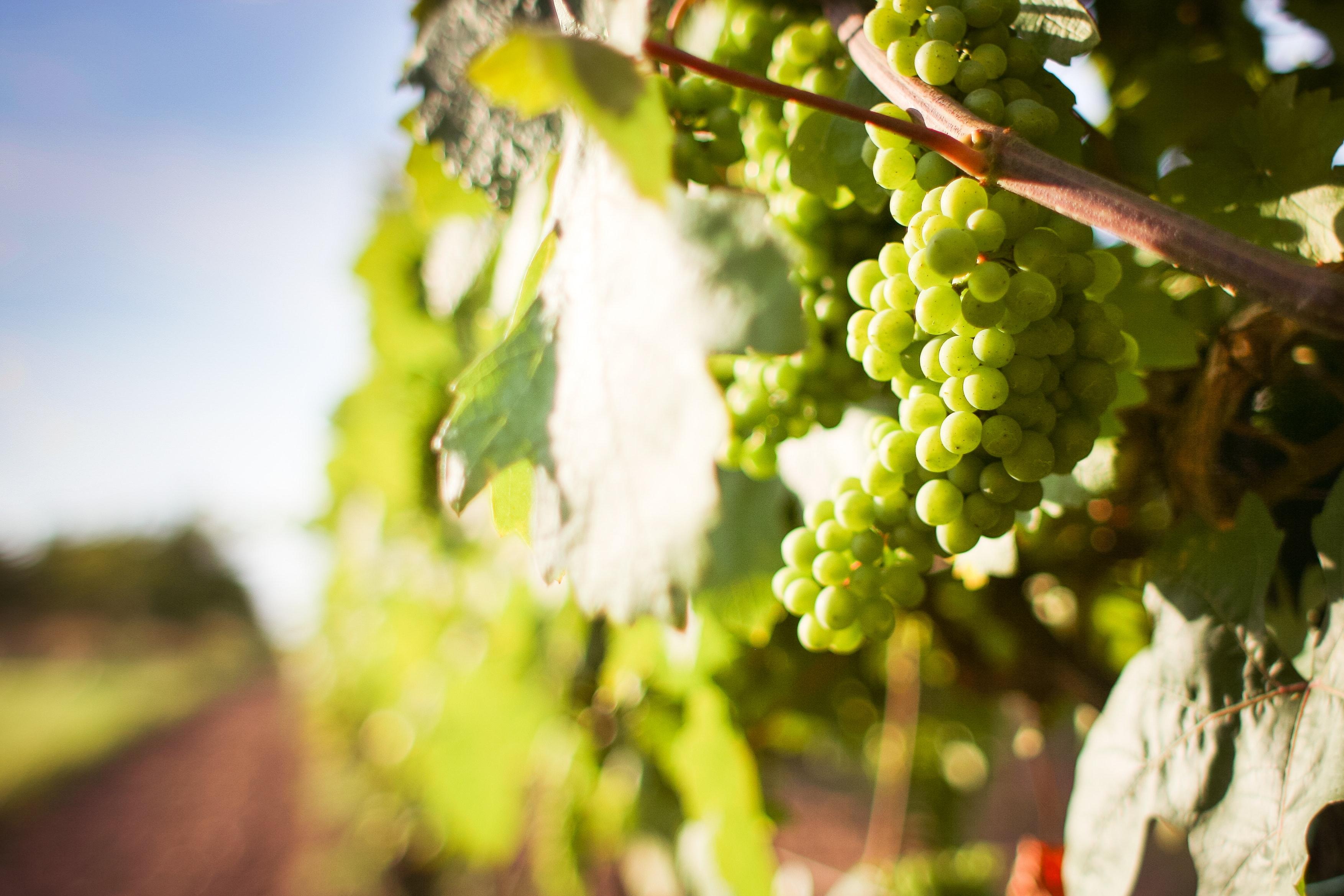 raisin des vignes du domaine du four  chaux  thore la rochette