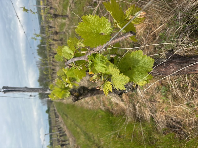 Le Four � Chaux et Sauvignon